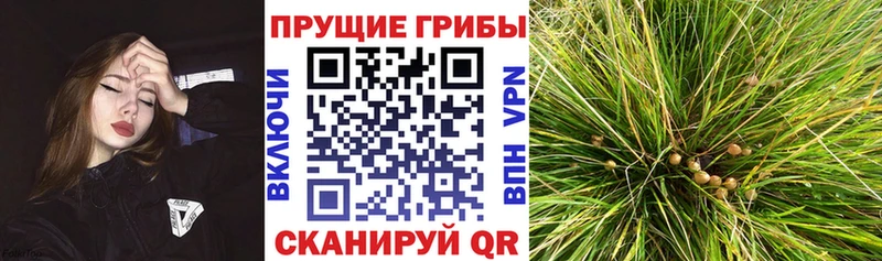 Псилоцибиновые грибы мухоморы Кудрово